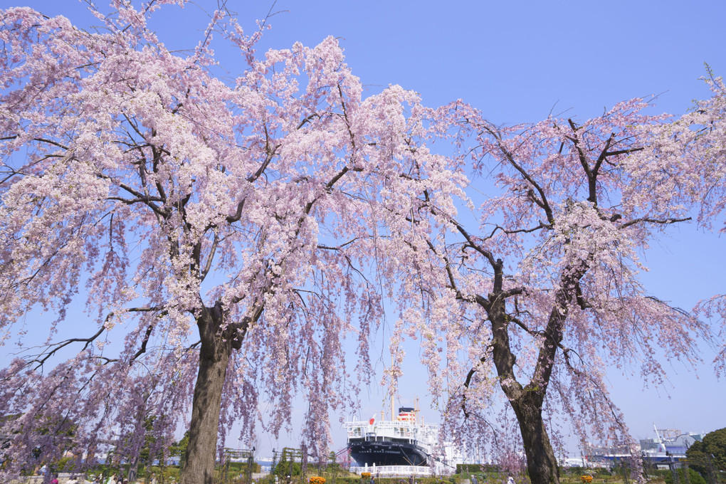 青空の山下公園氷川丸と満開の枝垂れ桜