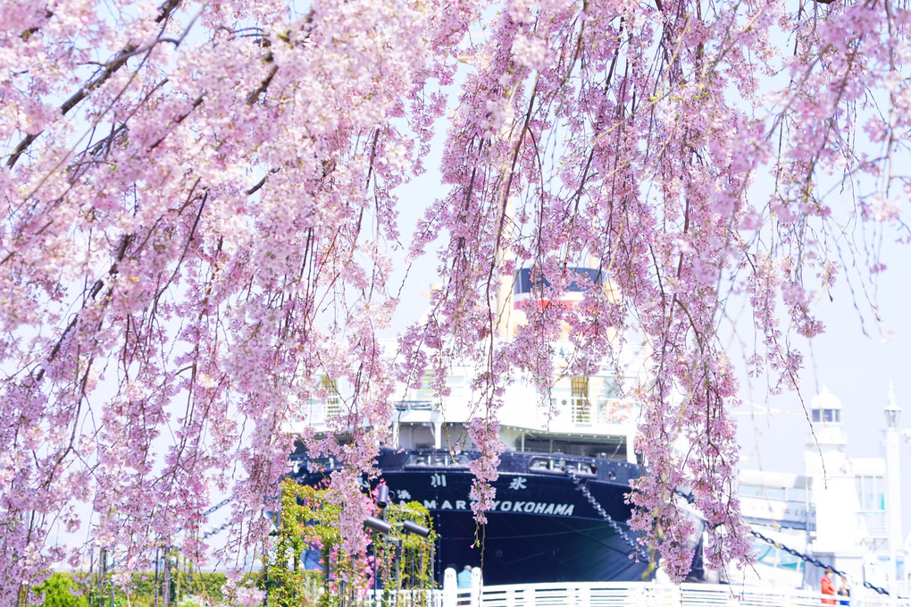 青空の山下公園氷川丸と満開の枝垂れ桜