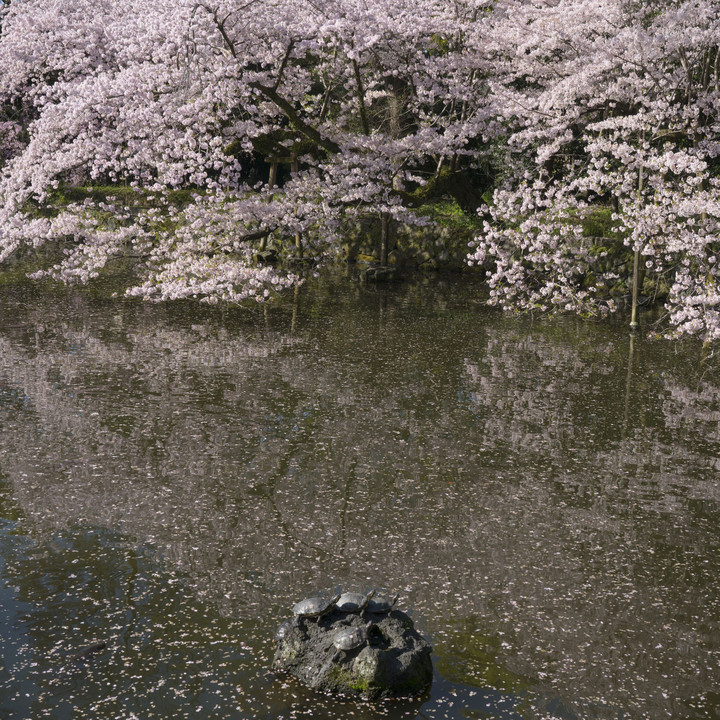 三嶋大社の見事な桜