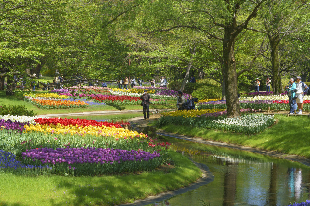 昭和記念公園の満開のチューリップ畑