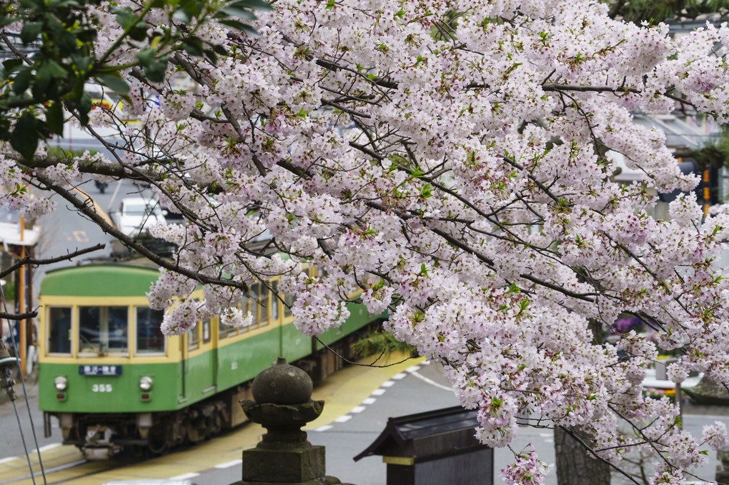 江ノ電と桜