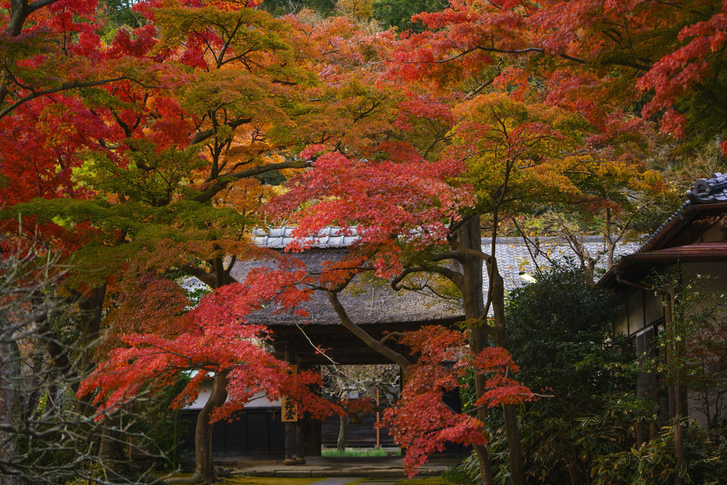 鎌倉の紅葉週末が見頃です♪