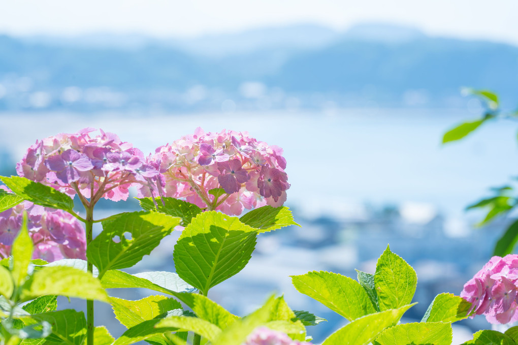 長谷寺の紫陽花と海
