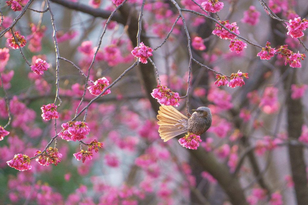 桜のブランコ