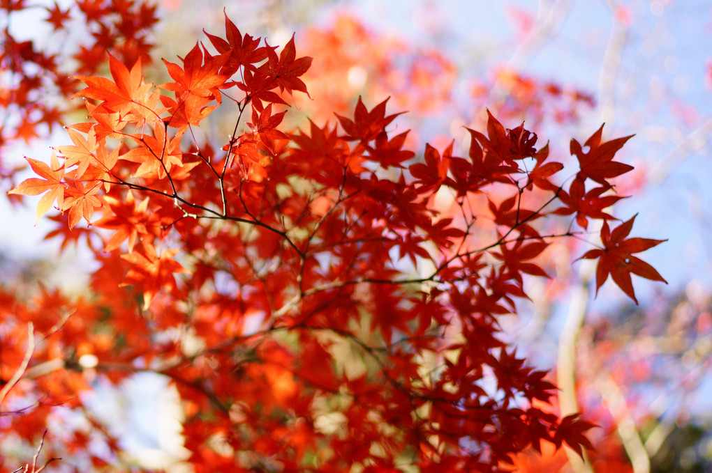 鎌倉覚園寺の紅葉