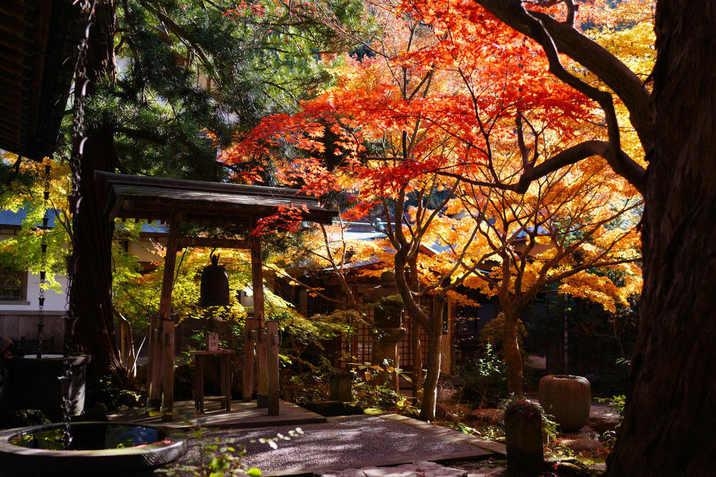 鎌倉覚園寺の紅葉
