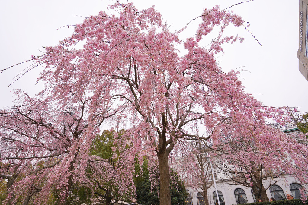 見事な山下公園の枝垂れ桜