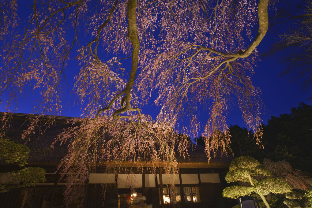 藁葺母屋と樹齢130年の枝垂れ桜