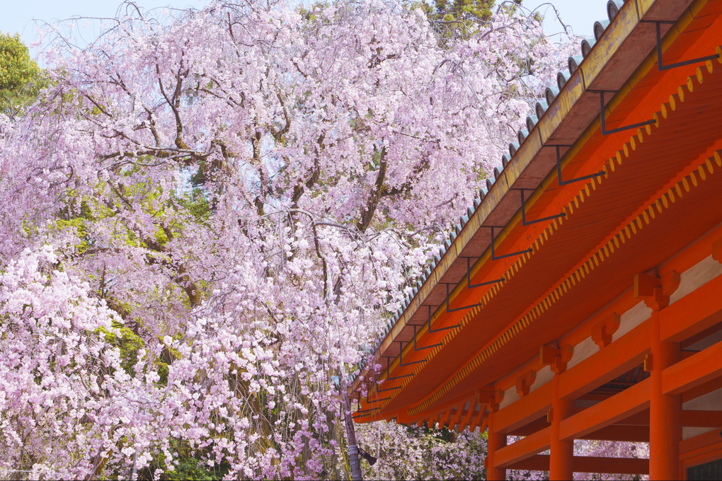 そうだ京都に行こう！今年は平安神宮の桜が見たい！