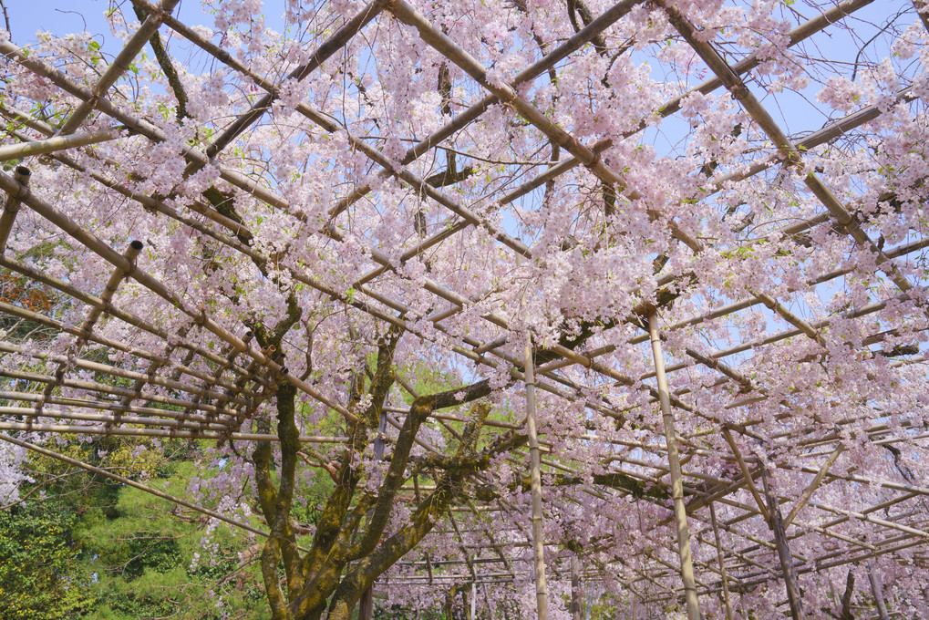 そうだ京都に行こう！今年は平安神宮の桜が見たい！