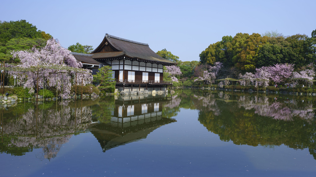 そうだ京都に行こう！今年は平安神宮の桜が見たい！