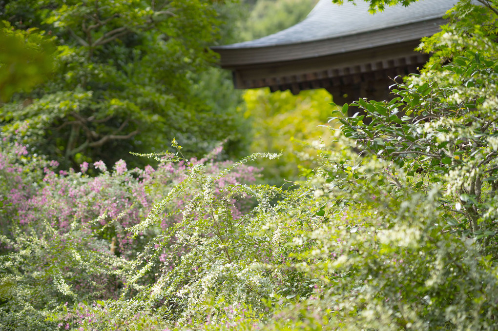 鎌倉の萩