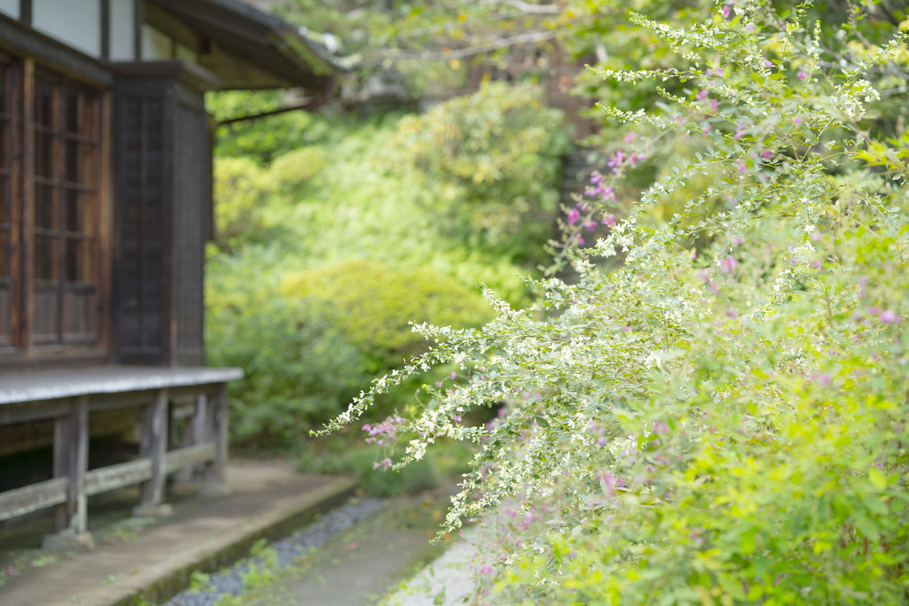 鎌倉の萩