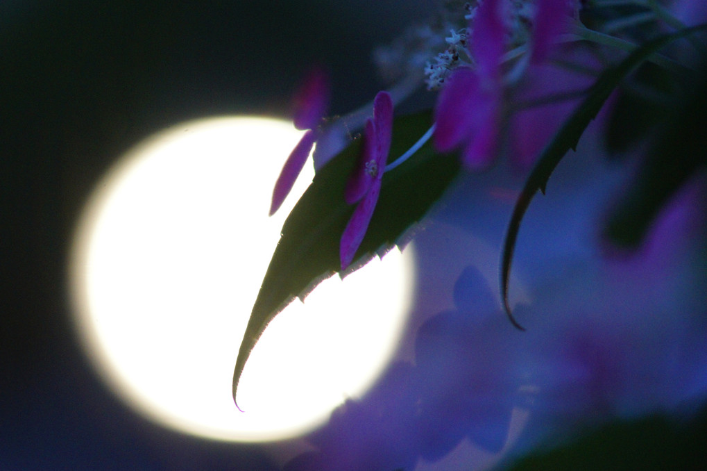 Moonlight serenade.
