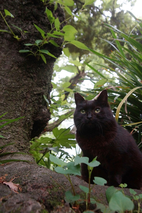 樹下黒猫図