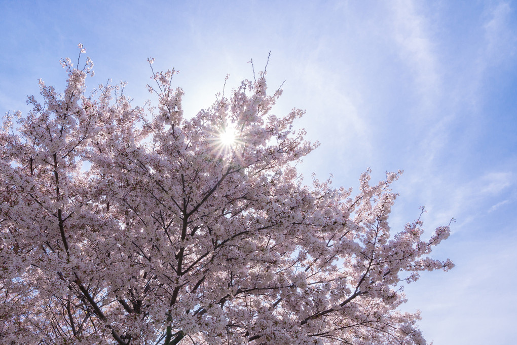 桜舞う