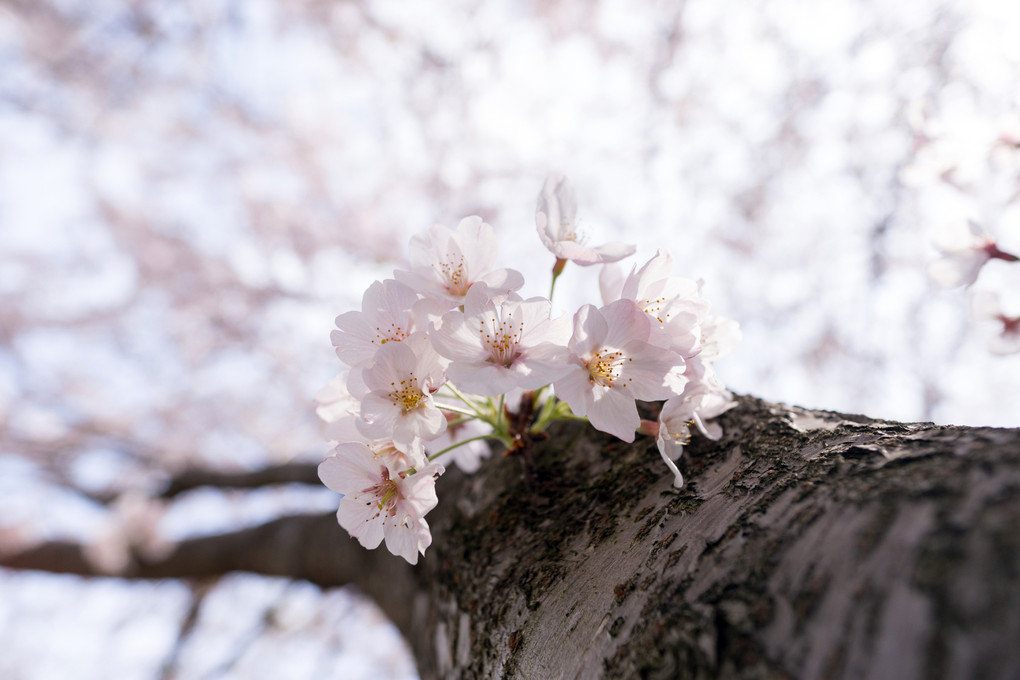 桜舞う