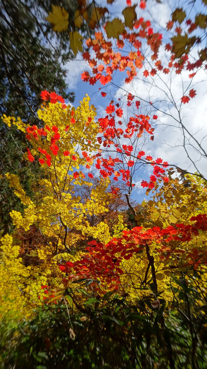 尾瀬の紅葉