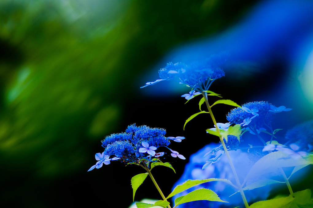 On the wind ..blue..