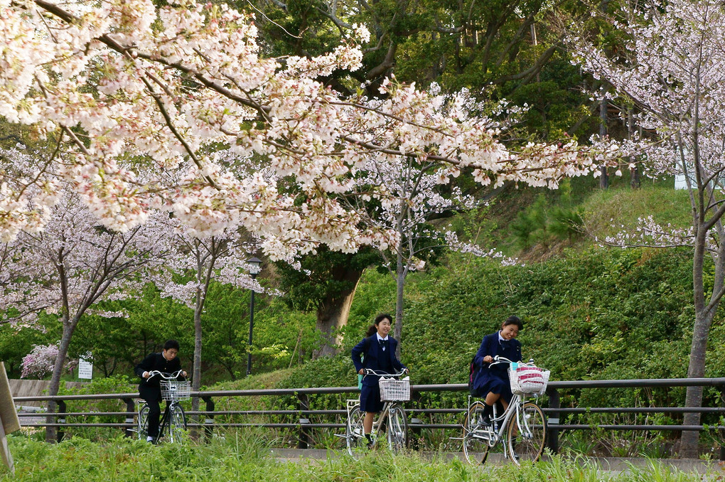 桜の通学路