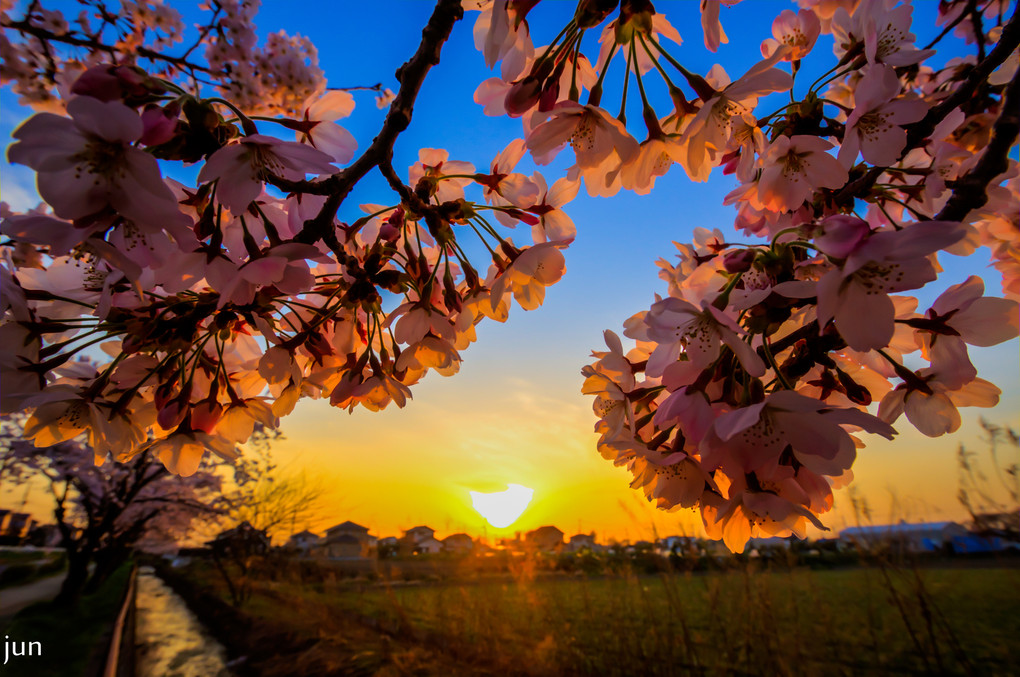 Cherry blossom and sunset