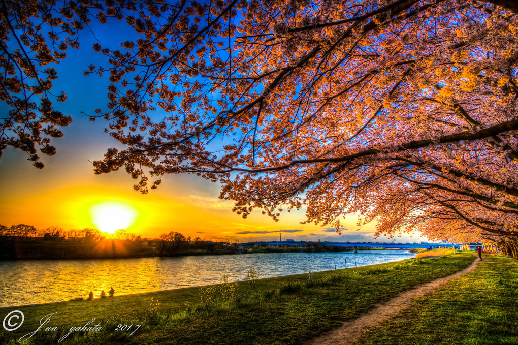 桜と夕日！