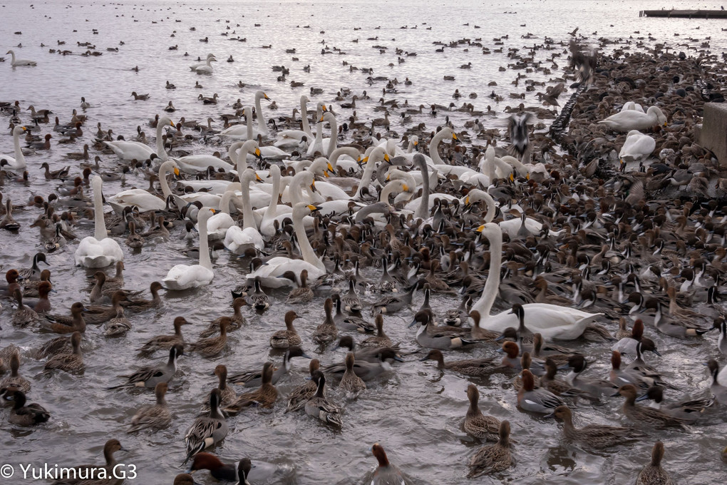 瓢湖の白鳥と鴨