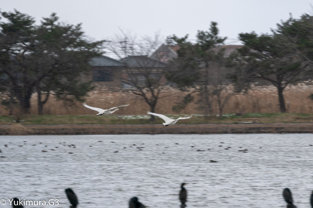 瓢湖の白鳥と鴨