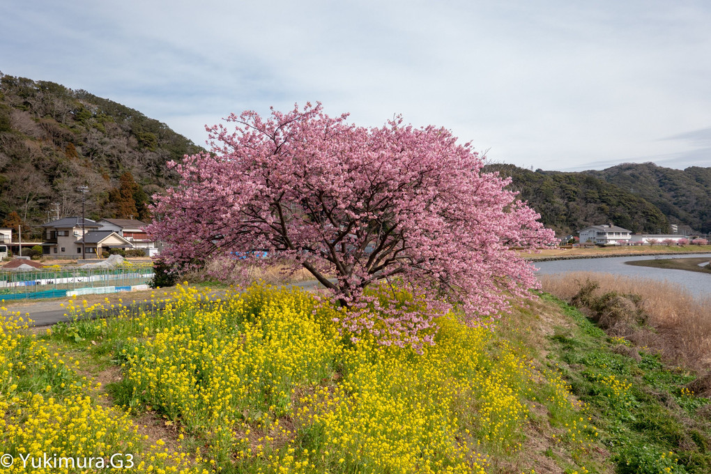 南伊豆のみなみの桜と菜の花祭りの河津桜