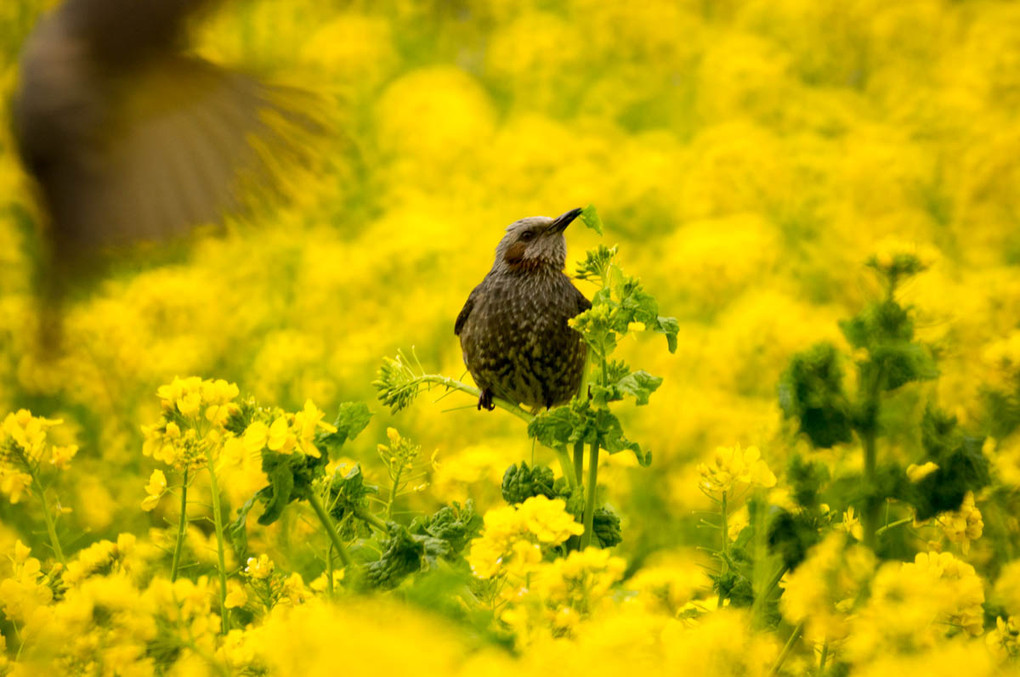 菜の花とヒヨドリ