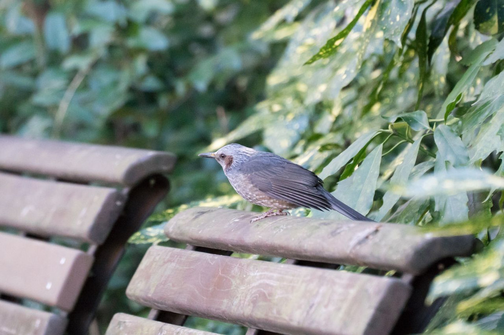 皇居東御苑の鳥たち