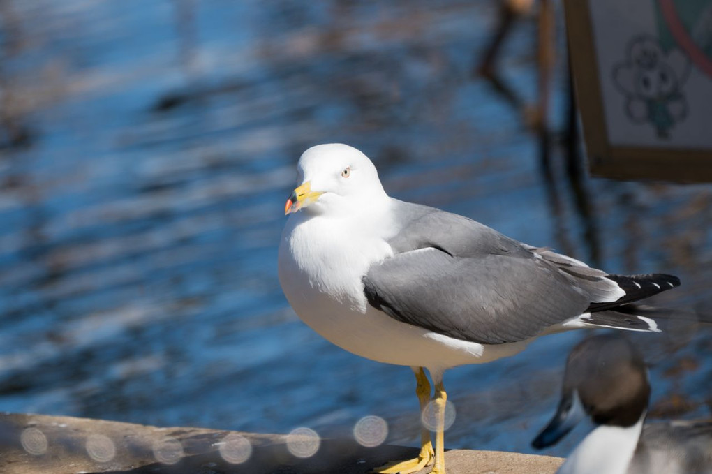 上野恩賜公園の野鳥