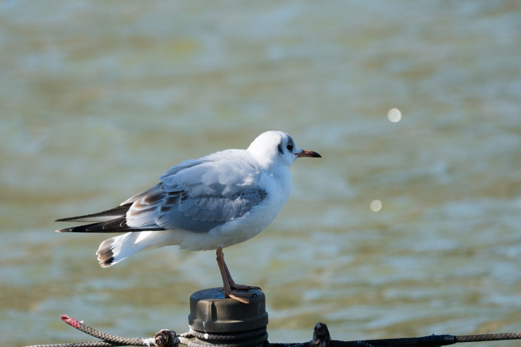 上野恩賜公園の野鳥