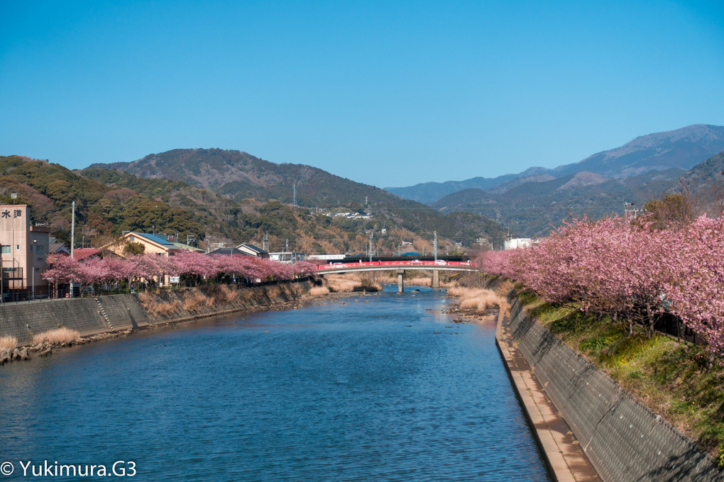 河津桜