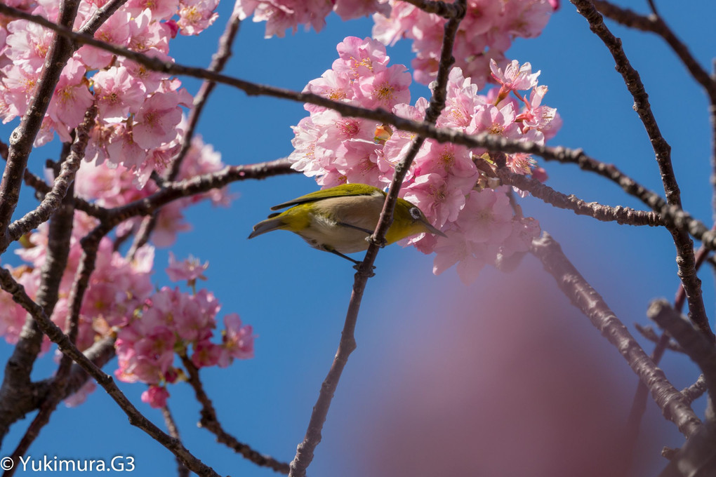 河津桜