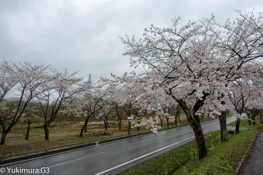 秋田駒ヶ岳の桜