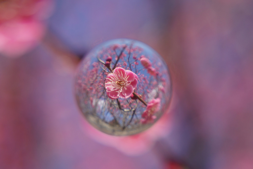 ume ＆ blue sky