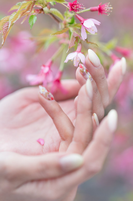 桜と梅と爪