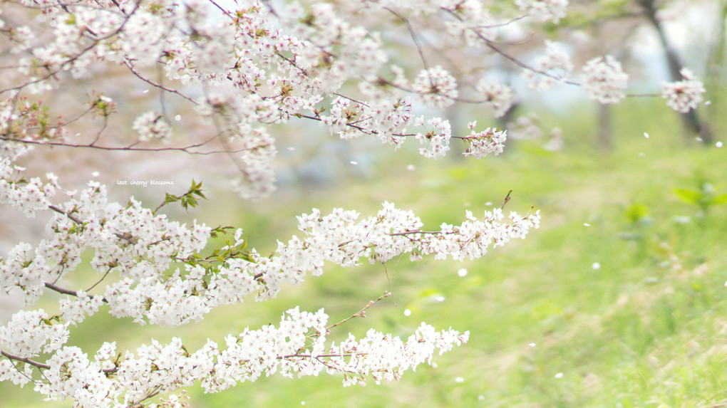 last  cherry  blossoms