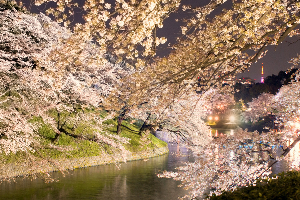 東京夜桜