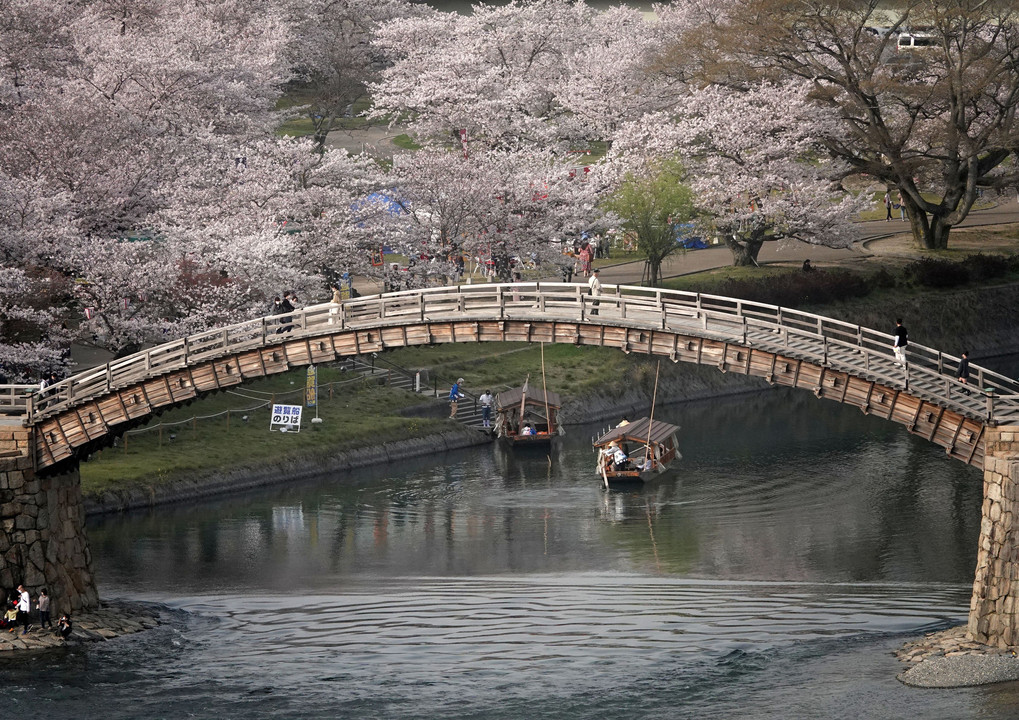 ・・さくら～満開・・岩国～錦帯橋・・3