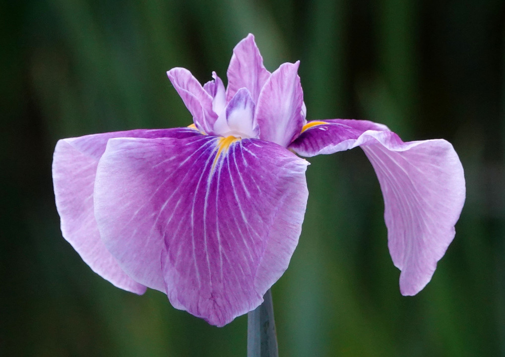 ・・華の季節～ハナショウブと遊ぶ・・上花菖蒲園