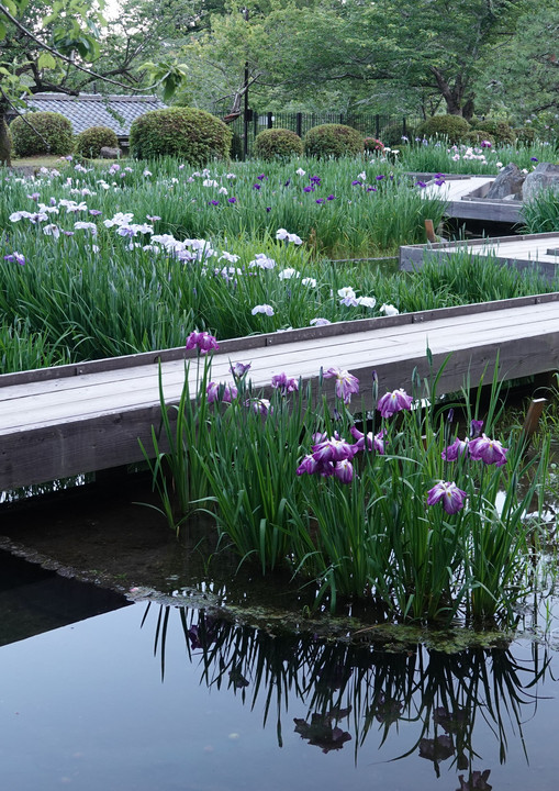 ・・華の季節～ハナショウブと遊ぶ・・上花菖蒲園