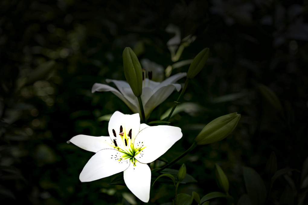 初夏の白い花