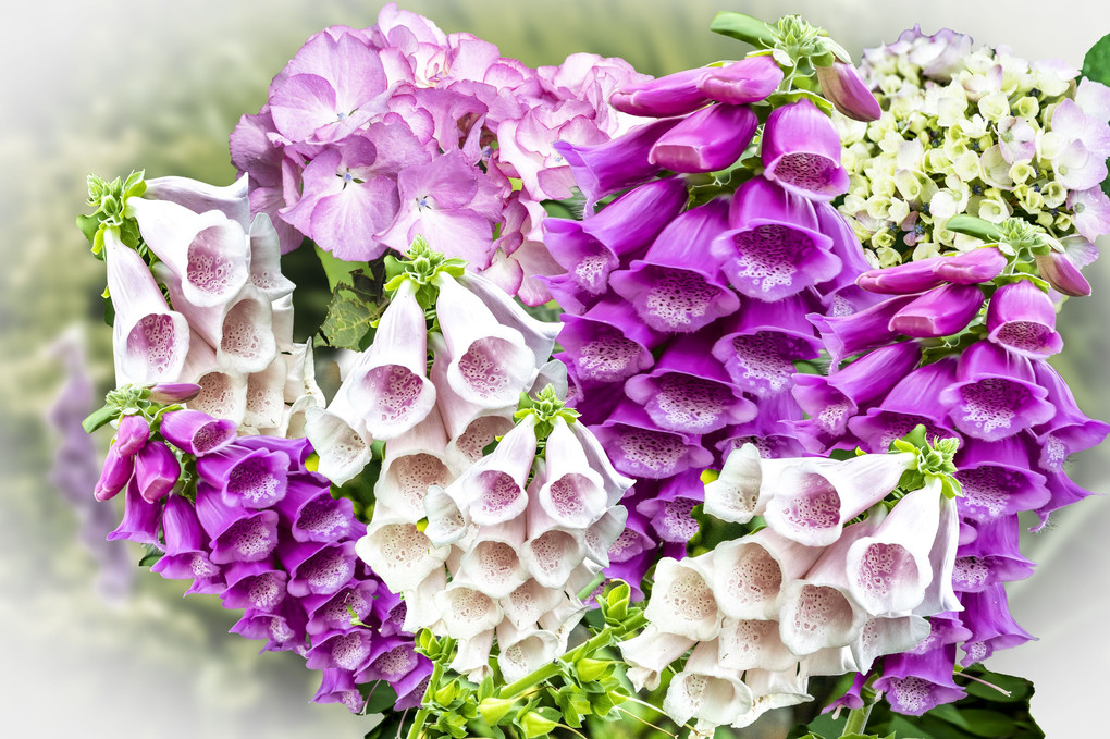 ジキタリスと紫陽花