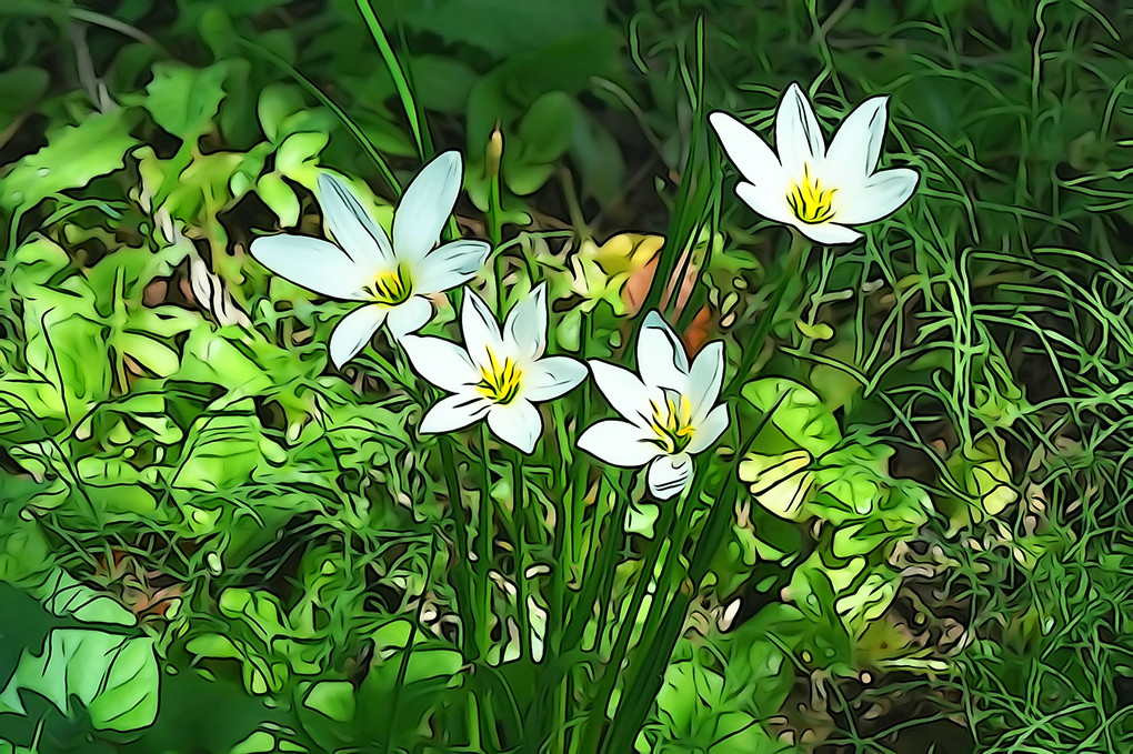 野の花