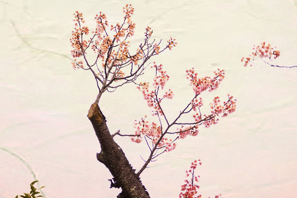 和紙に桜