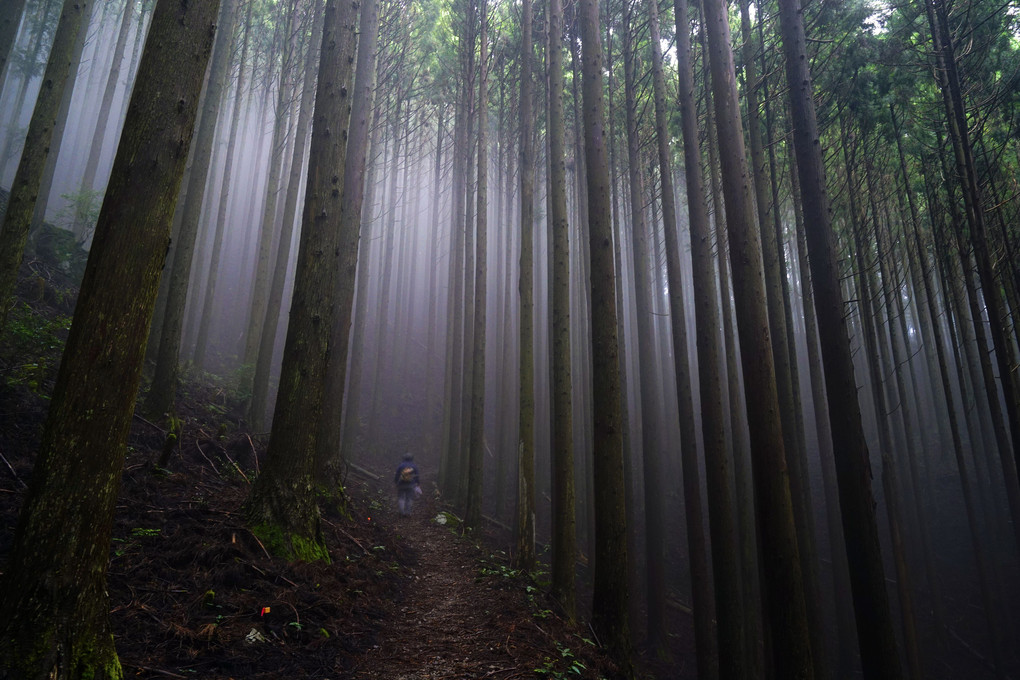 霧の樹林