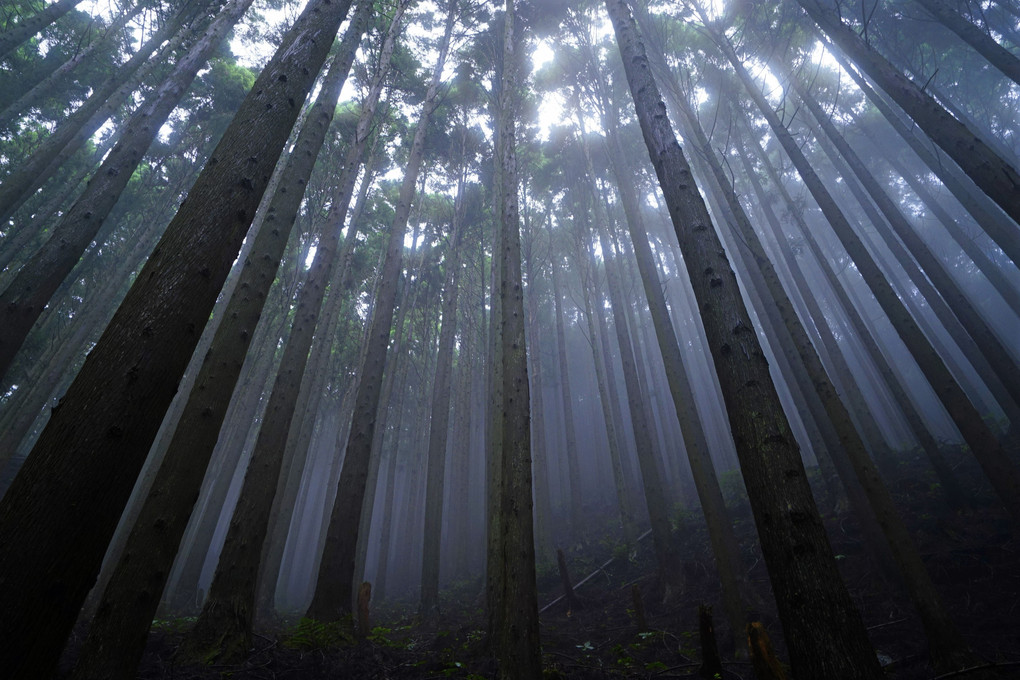 霧の樹林