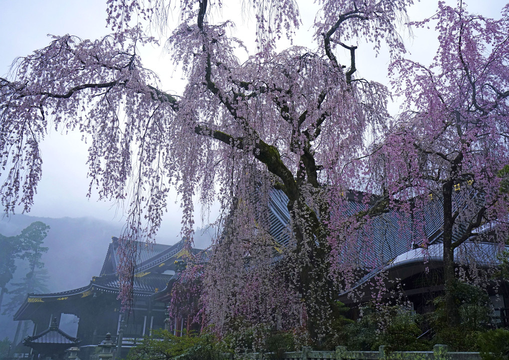 雨と霧の身延山久遠寺